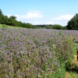 2007H 012 Unstrut Saale Elbe